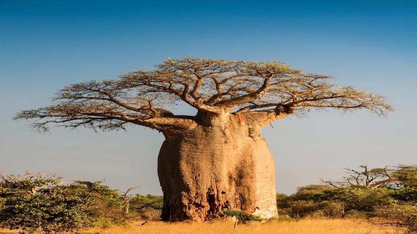 Africa&rsquo;s "Gold" for Global Skin and Hair Health